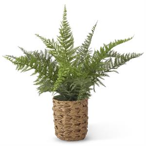 Plant in Woven Pot