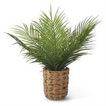 Plant in Woven Pot