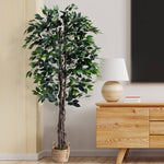 60" Ficus Tree in Basket