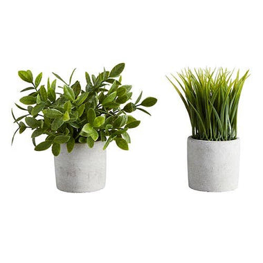 Bush In Cement Pot - Four Styles