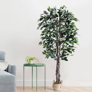 60" Ficus Tree in Basket