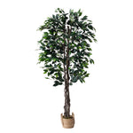 60" Ficus Tree in Basket