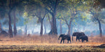 Wild Elephants